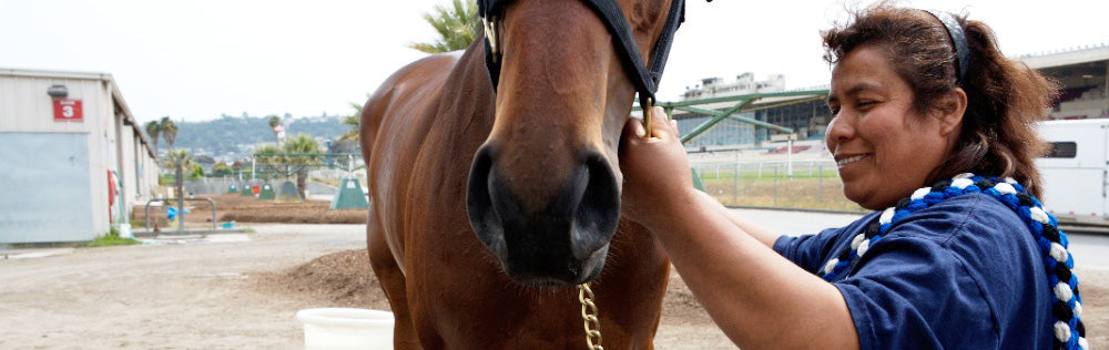 Stable Life: Movie Review