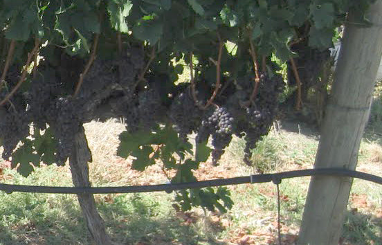 Great Wine is in the Details