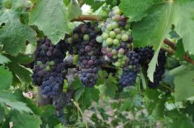 Vino 101: Wine Lingo